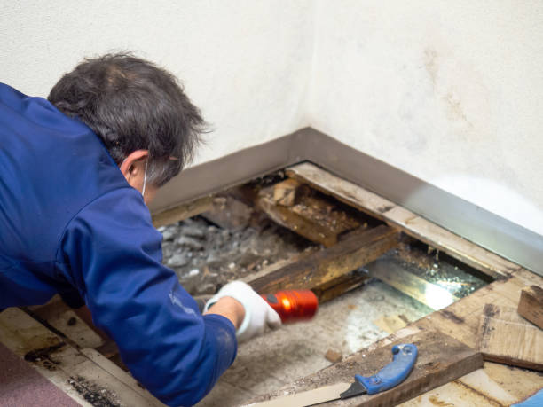 Crawl Space Mold Removal in Bayfield, CO