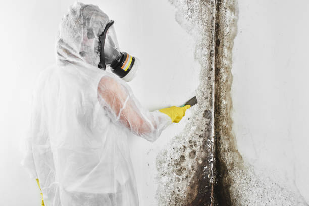 Professional Mold Removal in Bayfield, CO