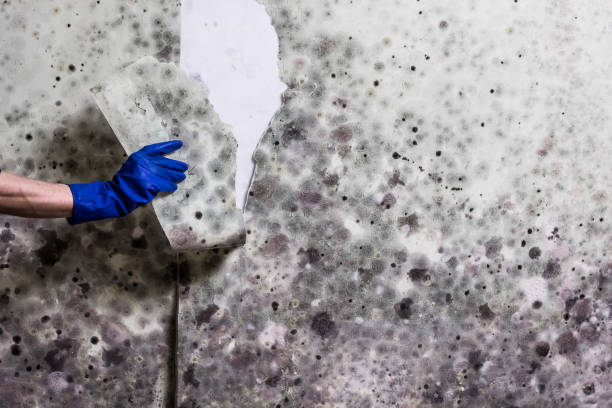 Best Residential Mold Removal  in Bayfield, CO
